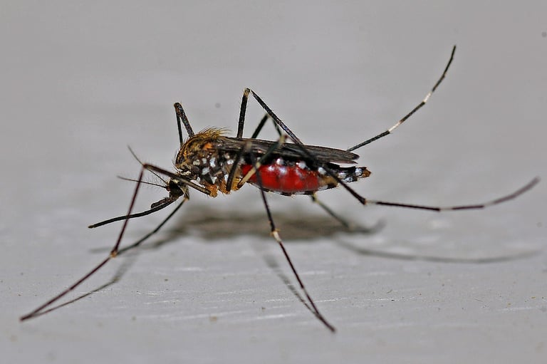 Can the Internet Cure the Zika Virus?